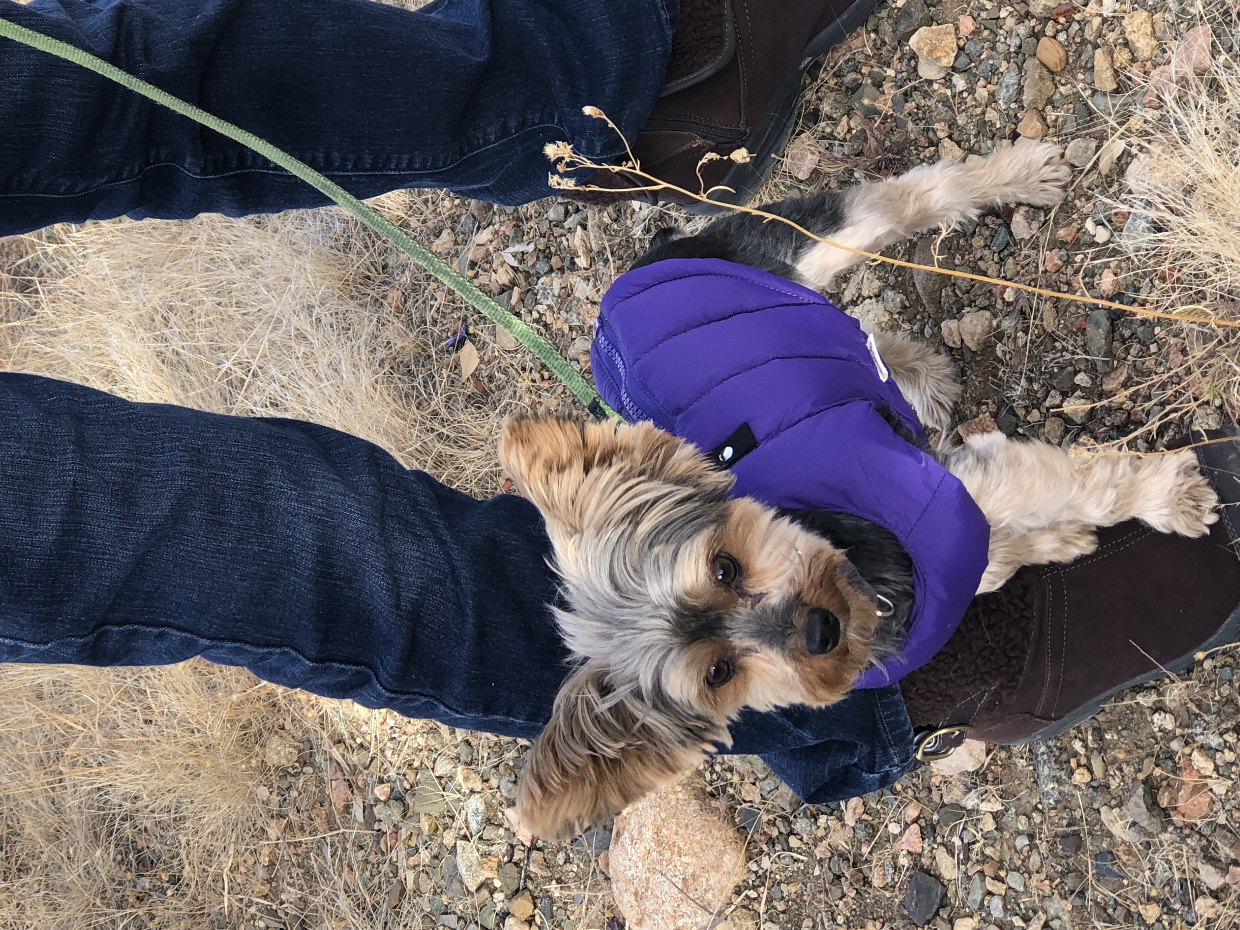 Yorkshire dog in a purple coat looking very handsome.