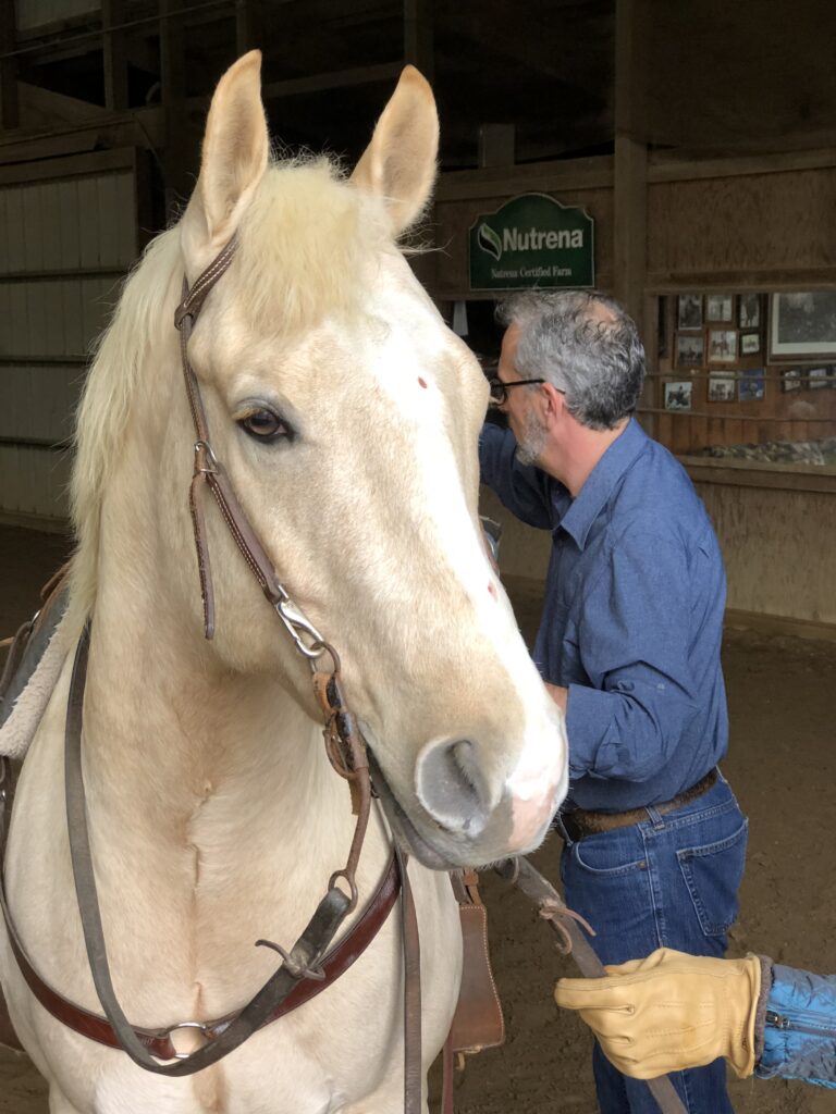 James working on a large handsome whit horse, waring a brown bridle and all saddled up and ready to go .