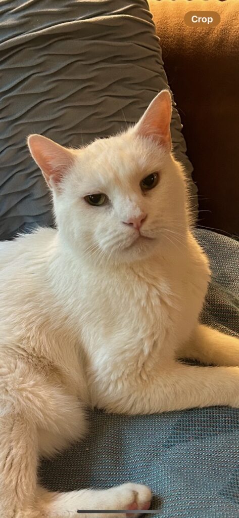 White cat laying on her left side looking very cute into the camera