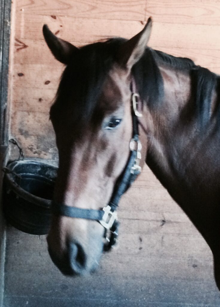 Handsome brown horse with a halter on looking relaxed and happy