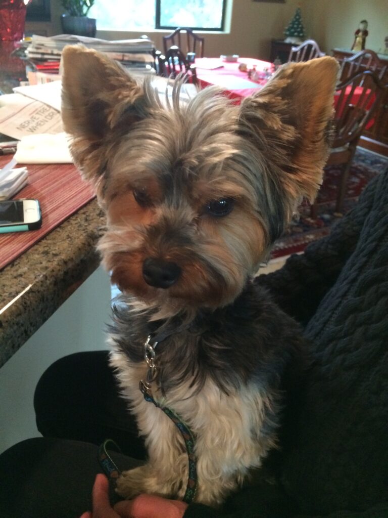 Little Yorke dog sitting on his owners lap 