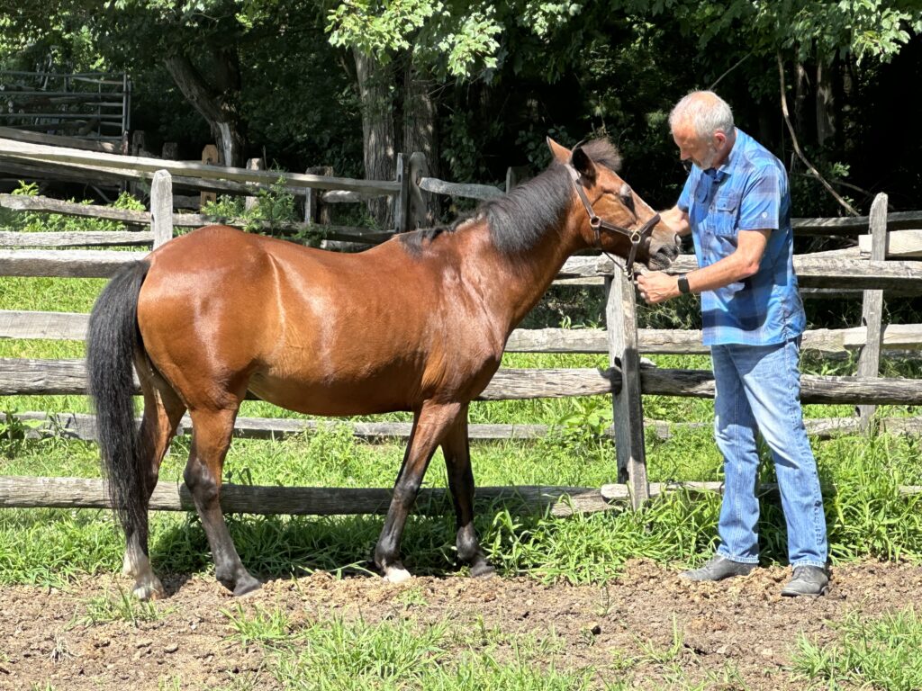 James working with a beautiful bay pony on a warm summer day in the paddock.