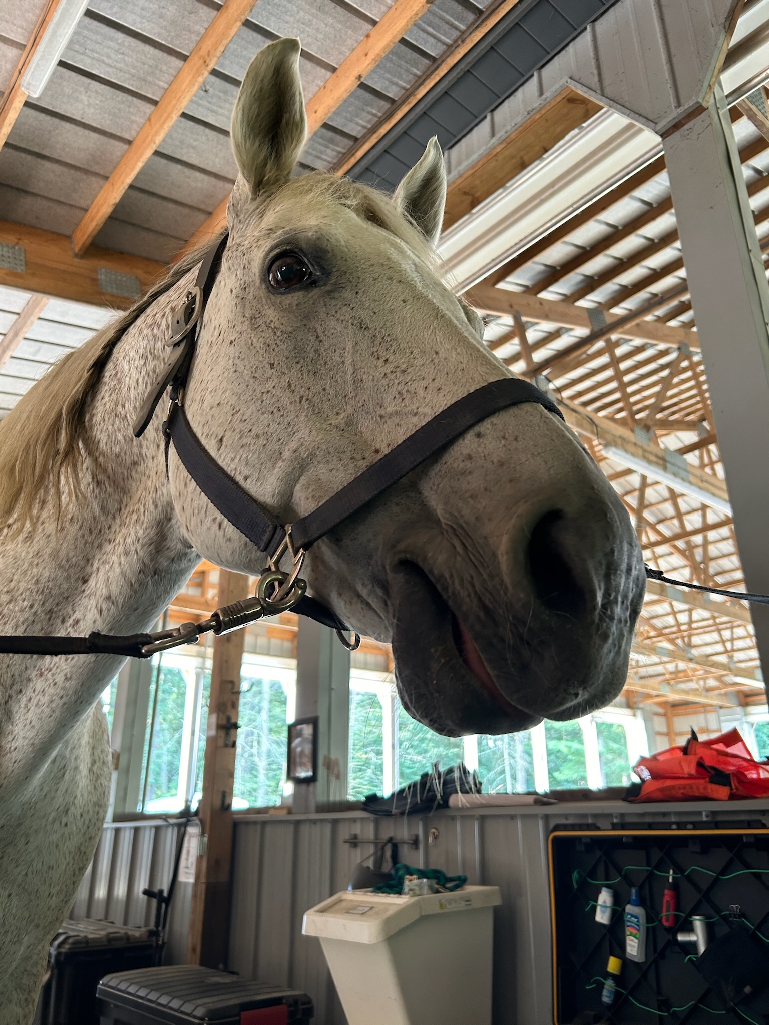 White horse with a happy look on his face